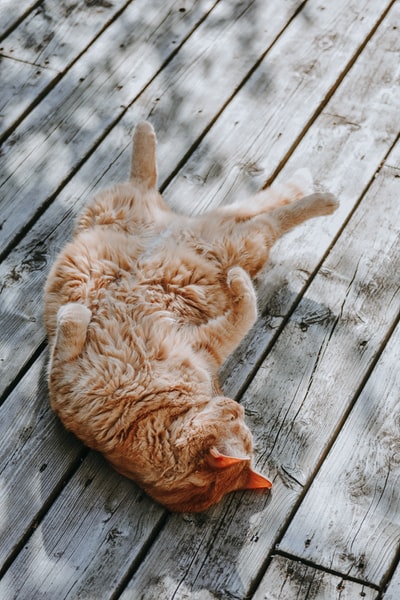 棕色的猫躺在灰色的木板上